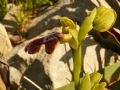 Ophrys lucifera